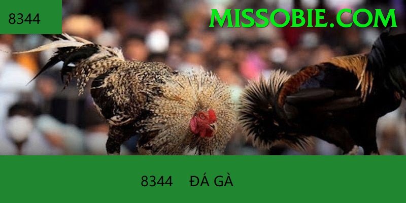 Đá Gà Trực Tiếp - Trải nghiệm tuyệt vời