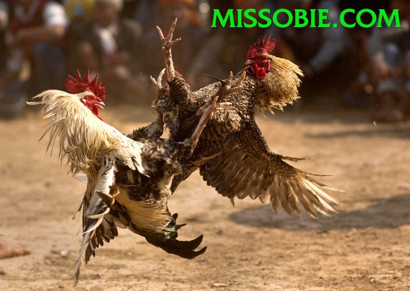 Đá Gà Trực Tiếp - Ưu đãi đặc biệt